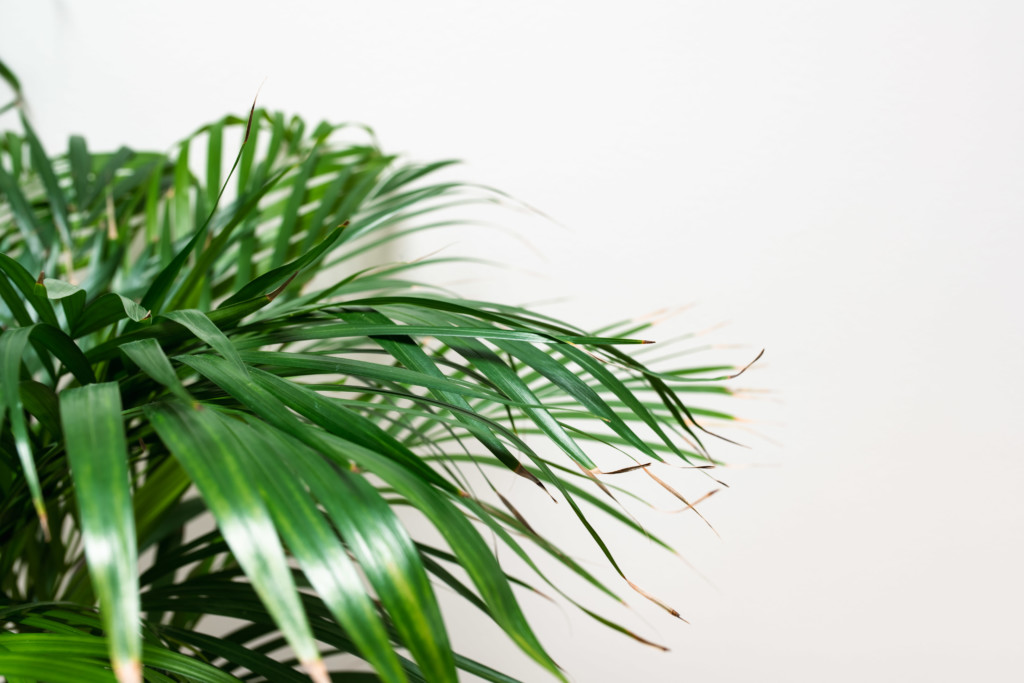 Yrittäjäkassan jäsenmaksu on verovähennyskelpoinen